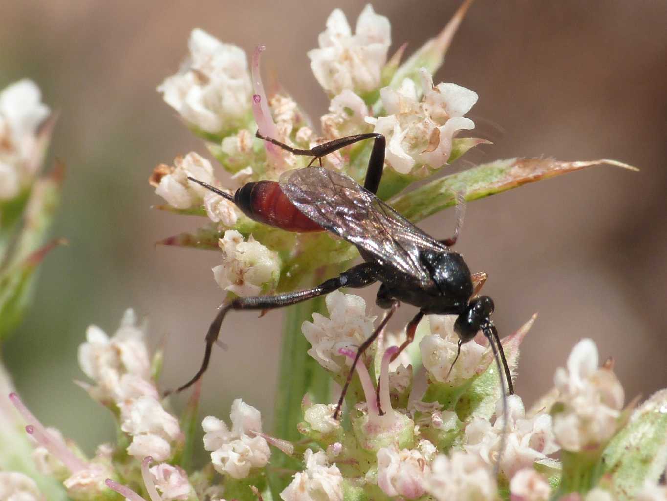 Ichneumonidae che somiglia ad un Pompilidae